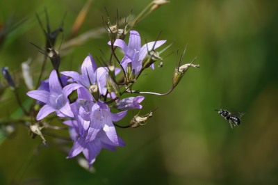 Bild:20140701Campanula_patula001.JPG