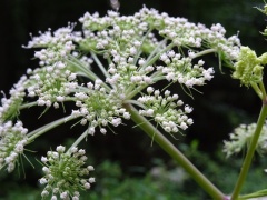 Wald-Engelwurz, Dolde