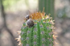 Echinopsis spachiana