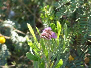 Tessaria absinthioides in .