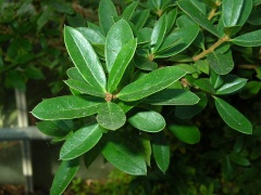 Blätter des Trevo (Dasyphyllum diacanthoides)