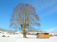 Linde im Winter