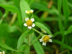 Behaartes Knopfkraut