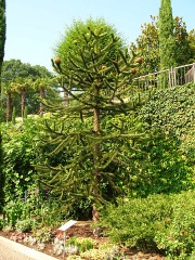 Araukarie (Frucht tragend)