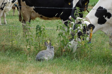 Kaninchen auf der Weide (Foto: A. Stoffers)