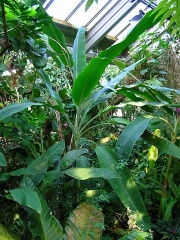 Bananenstaude (Musa sp.)