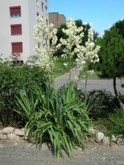 Palmlilie Habitus