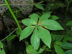 Blatt des  (Ceiba pentandra)