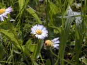 Gänseblümchen-Blüte