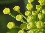  (Foeniculum vulgare Mill.)