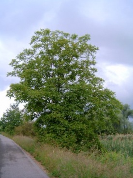 Nussbaum (Juglans regina L.)