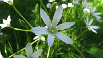 Blühender Dolden-Milchstern (Ornithogalum umbellatum L.)