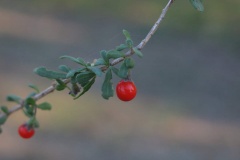 Chilenischer Bocksdorn (Lycium chilense)