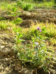 (Galium mollugo L.))
