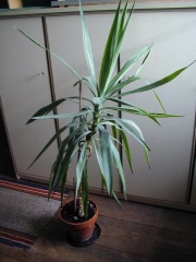 Riesenpalmlilie