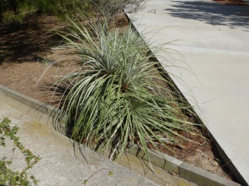 Bertero-Puya im
