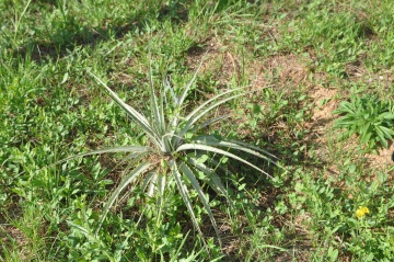 Zwergpuya (Puya venusta)