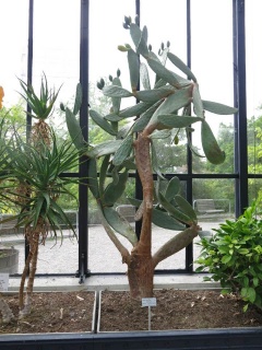 Feigenkaktus im alten Botanischen Garten Zürich.