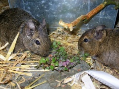 Degus fressen gerne Kalisie