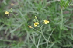 Blühender  (Diplotaxis tenuifolia)
