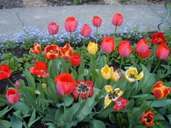 Tulpen