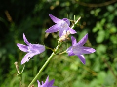 Wiesen-Glockenblume Blüten