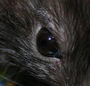 Das Auge der Ratte