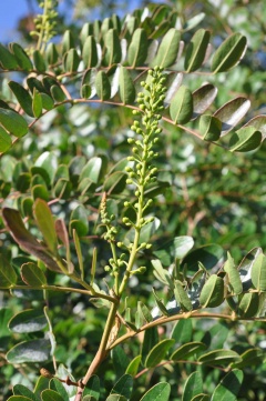 (Caesalpinia spinosa)