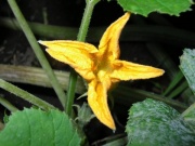 Zucchini Blüte