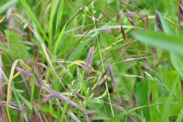 Trespe (Bromus sp.)