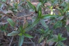 Flourensia thurifera