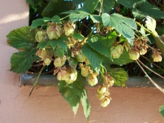 Hopfen Habitus