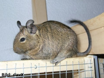 Ganzer Degu