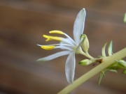  (Chlorophytum comosum L.)