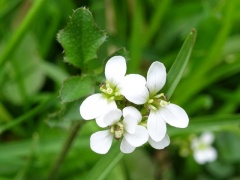 Behaartes Schaumkraut