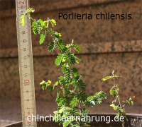 Porlieria chilensis