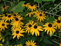 Blühende Rudbeckien