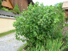 Schwarze Johannisbeere (Ribes nigrum L.)