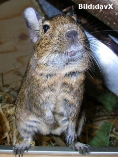 Aufmerksamer Degu