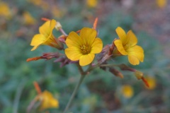  (Oxalis megalorrhiza, Synonym: Oxalis carnosa)