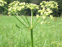 Wiesensilge