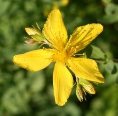 Johanniskraut Blüte