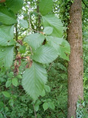  (Ulmus glabra)