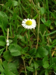 Gänseblümchen