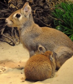 Zwergmara(Pediolagus salinicola)Foto: E. Neideck