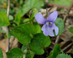 Waldveilchen (Viola reichenbachiana)