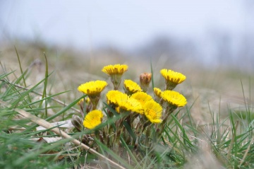 Huflattich (Tussilago farfara L.)