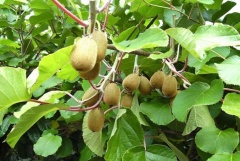 Kiwi Frucht