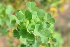 Blätter des  (Oxalis gigantea).