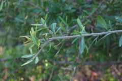 Langblättriger Pfefferbaum (Schinus longifolia)